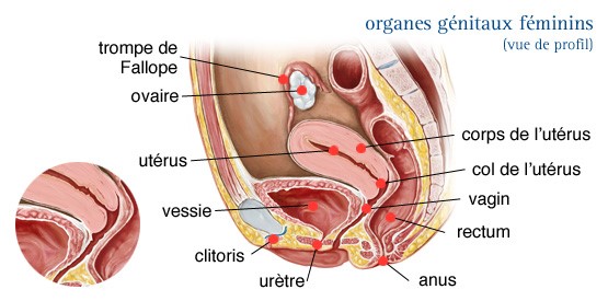 Le col de l'utérus - IMAGYN